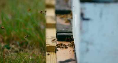 It's like,
I get to write my own test, - The Pollinators
