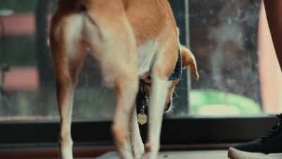 It's like, if we can get a little window
into a dog's mind, - Inside the Mind of a Dog
