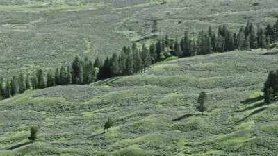 It's like looking for
a needle in a haystack. - Epic Yellowstone
