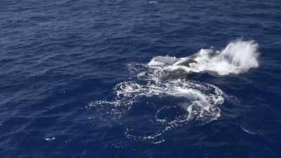"It's like raising your
hand to attract a waiter." - Secrets of the Whales