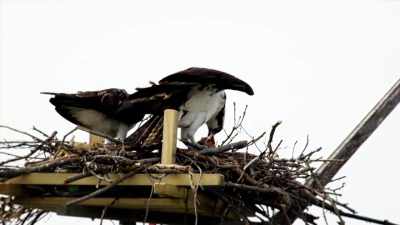It's like taking your date out
to the most expensive restaurant - United States of Animals