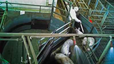 It's like well it's humane slaughter, - Pignorant