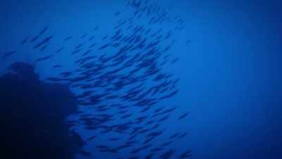 It's like winning the lotto to
be able to get down here. - Protecting Paradise: The Story of Niue