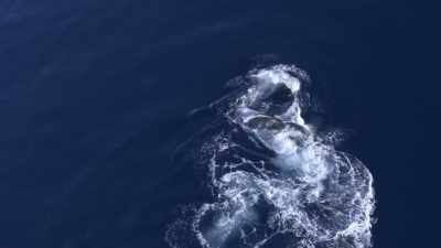 "It's likely a test,
to see if the humpback is vulnerable." - Secrets of the Whales