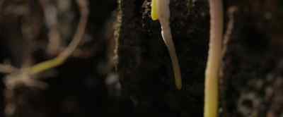 Its long roots reach
much deeper underground - Our Universe