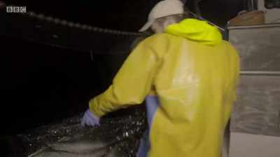 It's looking OK. - Cornwall: This Fishing Life