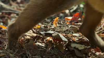 It's Madagascar's top predator, - Our Planet
