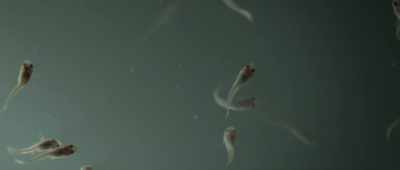 It's made us think about the fact - Alien Worlds