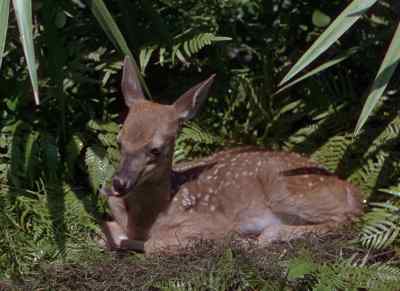 It's me. - The Yearling