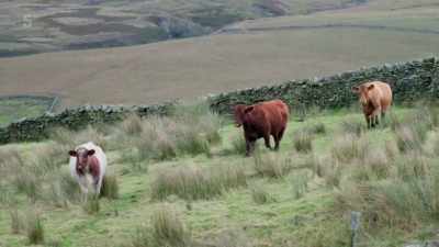 It's mid-autumn,
and with winter on the way, - Our Yorkshire Farm