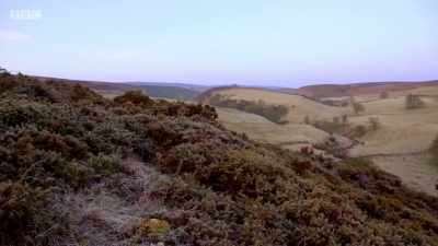 It's mid-March on Llandegla Moor, - Wales: Land of the Wild
