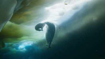 It's minus 2 degrees Celsius, - Seven Worlds, One Planet