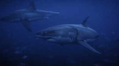 It's more like groups
of social media users, - Shark Attack Files
