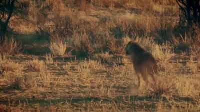 IT'S MORE LIKELY A BROWN HYENA
DECAPITATING AND SCAVENGING - Expedition Mungo