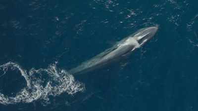 It's more than 30 metres long... - Frozen Planet II