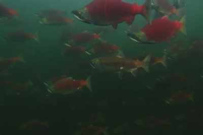 It's more than just
our relationship with fish. - Artifishal