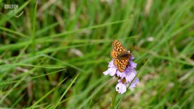 It's morning, and
this male is drinking nectar - Wales: Land of the Wild