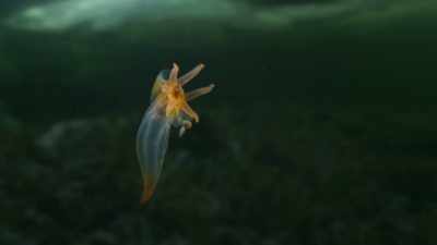 Its mouthparts invert... - Planet Earth III