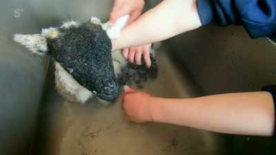 Its mum dropped it in a boggy hole, - Our Yorkshire Farm