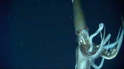 It's never been done before. - Mysteries of the Deep