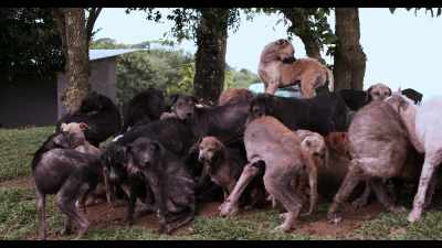  It's not a normal environment
for order and rules to be kept... - Dogs