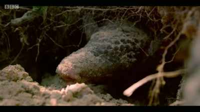 It's not all species
that are likely to make us sick. - Extinction: The Facts