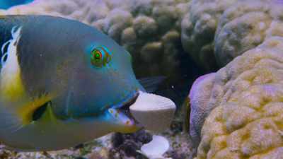 It's not easy if you have no hands. - Blue Planet II