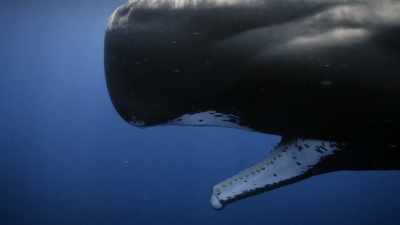 "It's not hard to guess
how it happened." - Secrets of the Whales