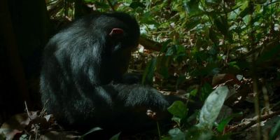 It's not just bonding he's missing. - Chimp Empire