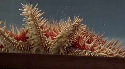- It's not just one stinger,
or one set of jaws. - Kings of Pain