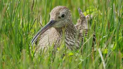 It's not just the changes in farming
practises that affect curlew. - Wild Isles