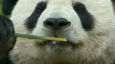 It's not just his world
that's hotting up. - A Year on Planet Earth