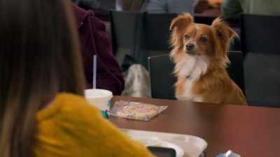 It's not like I risked everything
to get you this cookie. - The Healing Powers of Dude