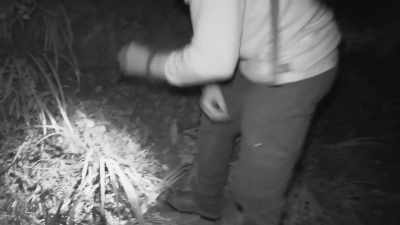 It's not like it's digging
for grubs here, - Expedition Bigfoot