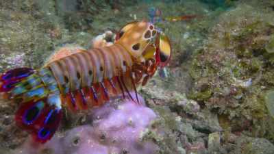 It's not only able
to detect polarisation, - Attenborough's Life in Colour