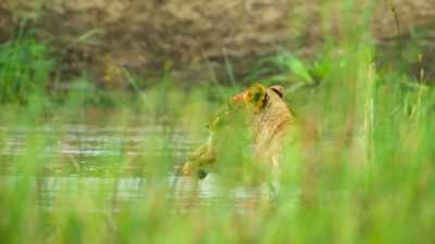 It's not safe
for little Kaya to attempt to swim. - Wild Babies