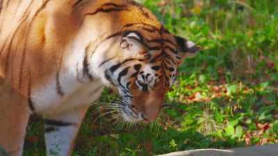 It's not something that
you can really predict - Secrets of the Zoo