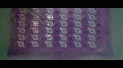 It's not uncommon to produce - Human Nature