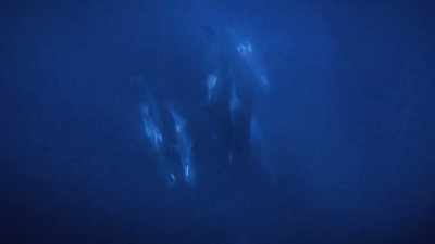 "It's not uncommon to see such scraps
where sperm whales hunt..." - Secrets of the Whales