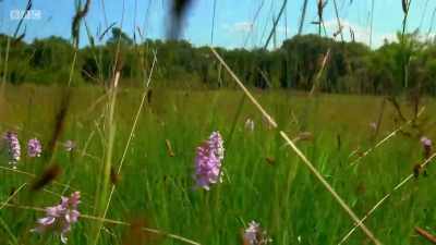 It's now early June. - Wales: Land of the Wild