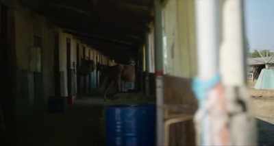 - It's OK. It's OK. It's OK. Hey, hey.
- (NEIGHING) - Lean on Pete