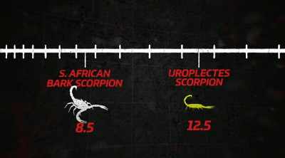 It's on par with
the bird eating tarantula, - Kings of Pain