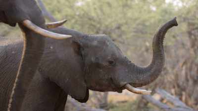 It's one of the most
extraordinary and poignant things - In the Footsteps of Elephant
