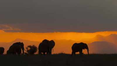 It's only by continuing to protect
vast wilderness areas like Tsavo - Our Great National Parks