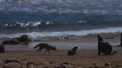 Its only chance is to make it to the sea, - Earth at Night in Color