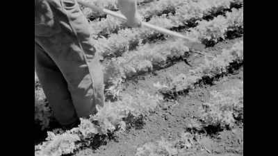 It's only when migrant
farmworkers from the caribbean
started to arrive - Black Life: Untold Stories