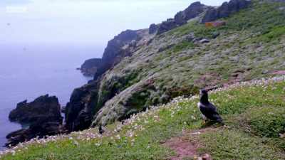 It's only now that some discover
that their partner - Wales: Land of the Wild