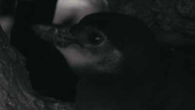 It's only six hours to daylight. - Penguin Town