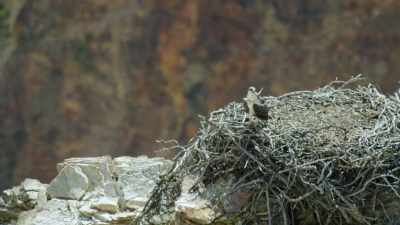Its only surviving sibling
hesitates. - Epic Yellowstone