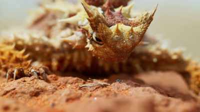 It's only the size of a mouse, - Seven Worlds, One Planet